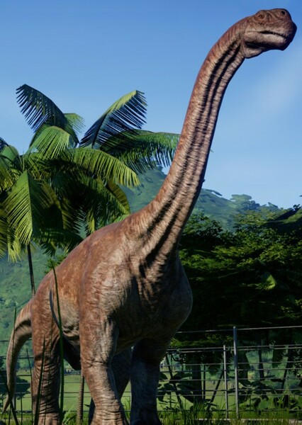 Camarasaurus photo