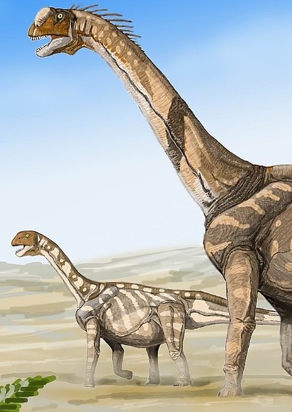 Camarasaurus photo