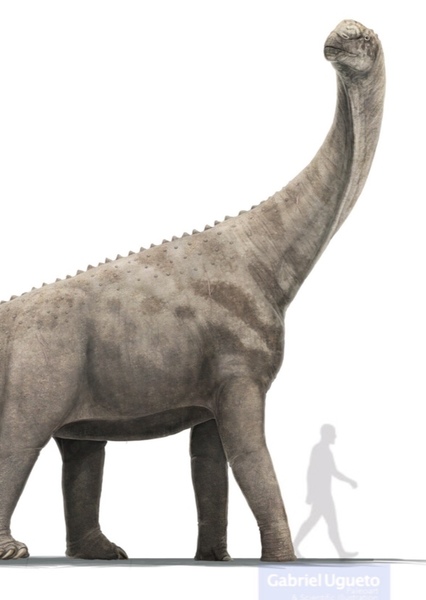Camarasaurus photo
