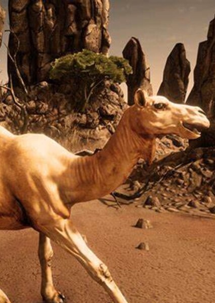 Camel photo