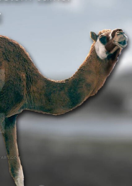 Camelops photo
