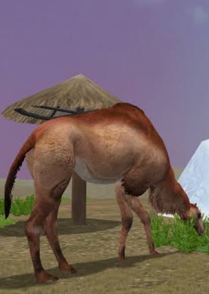 Camelops photo