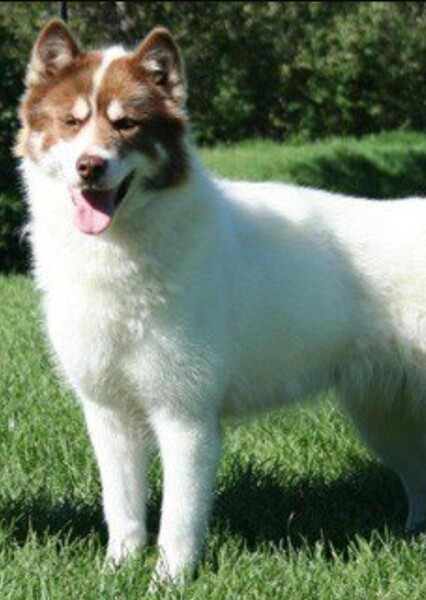 Canadian Eskimo Dog