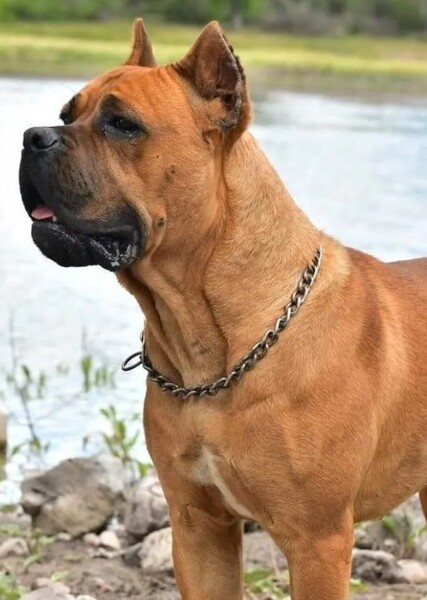 Cane Corso photo