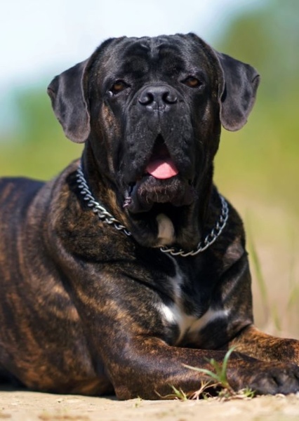 Cane Corso photo