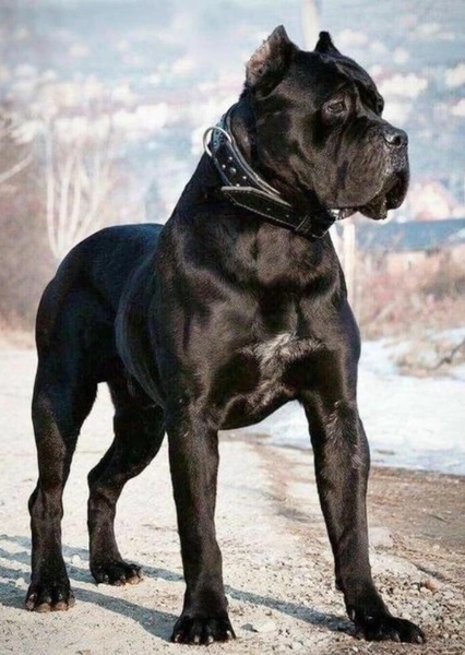 Cane Corso photo