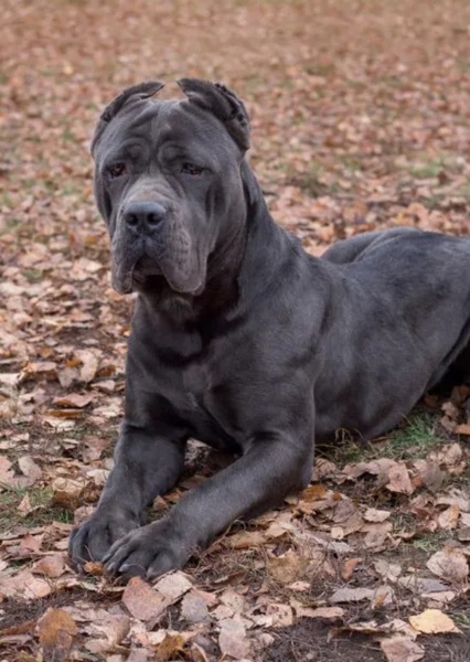 Cane Corso photo