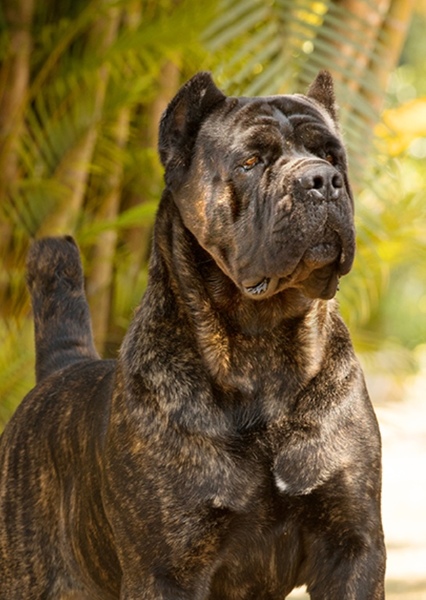 Cane Corso photo
