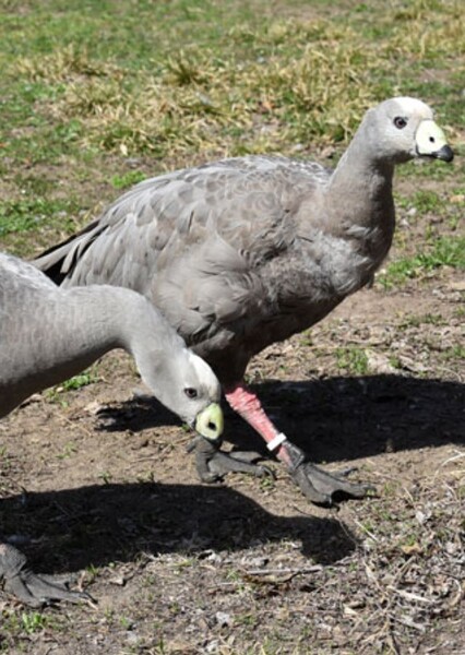 Cape Barren Goose