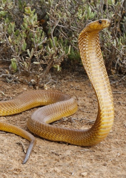 Cape cobra