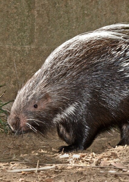Cape Porcupine
