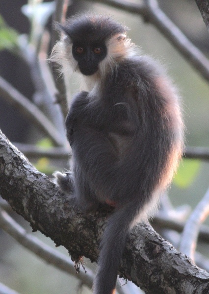 Capped Langur