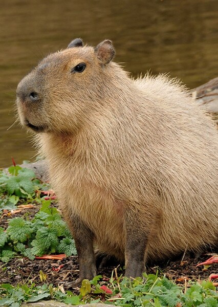 Capybara