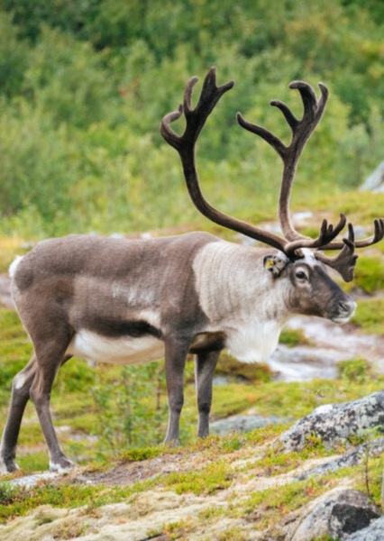Caribou