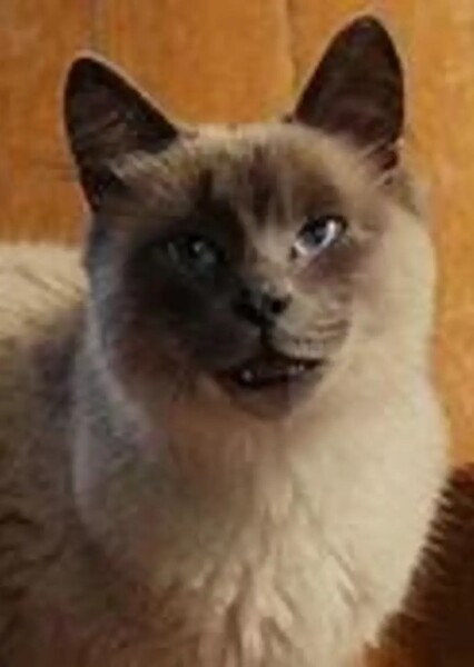 Carlos (Marmaduke) photo