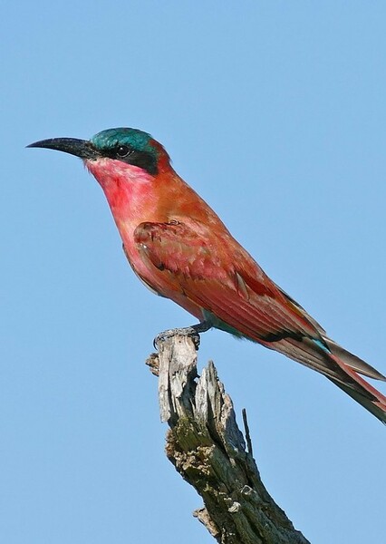carmine bee-eater