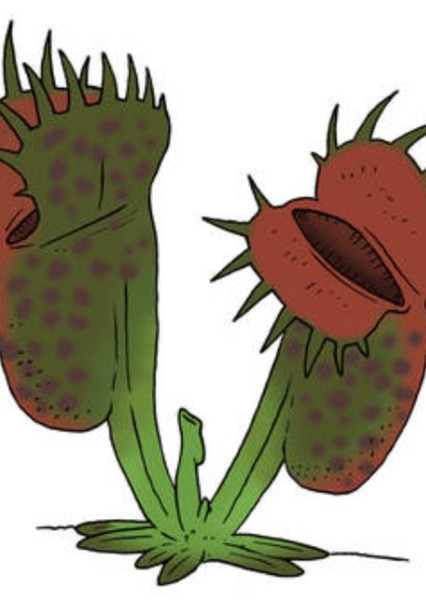 Carnivorous plant