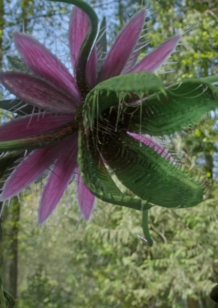 Carnivorous Plants photo
