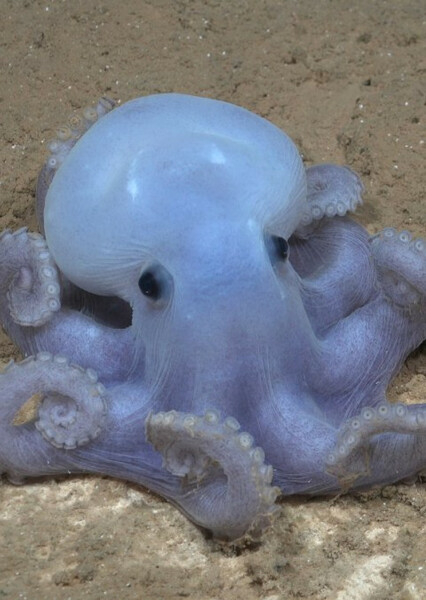 Casper Octopus