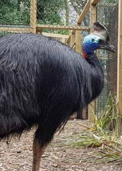 Cassowary