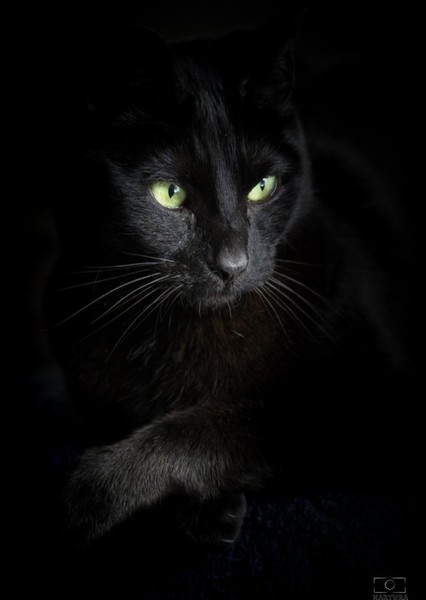 Cat photo