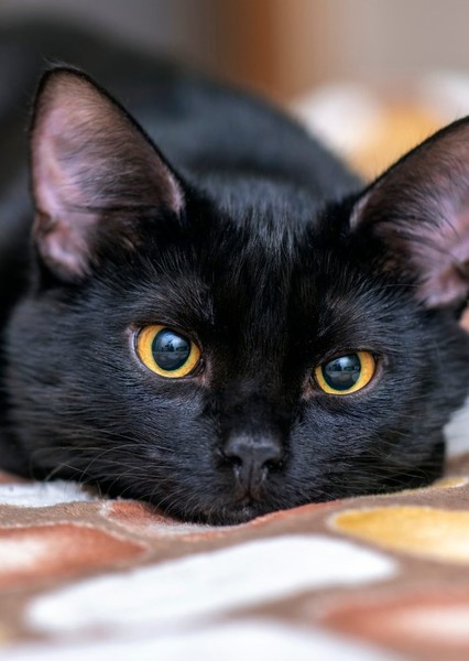 Cat photo
