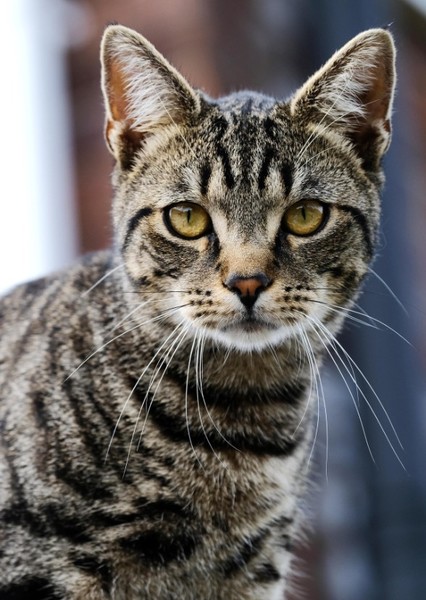 Cat photo