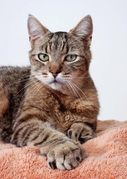 Cat photo