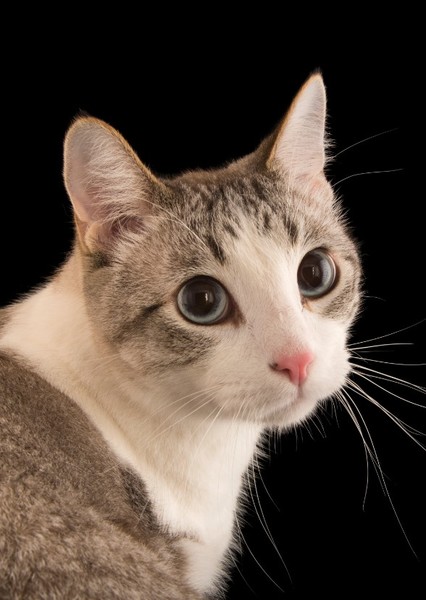 Cat photo
