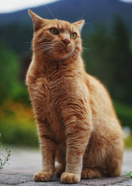 Cat photo