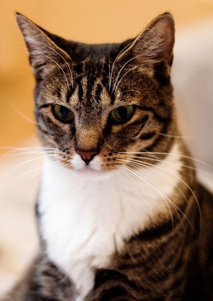 Cat photo