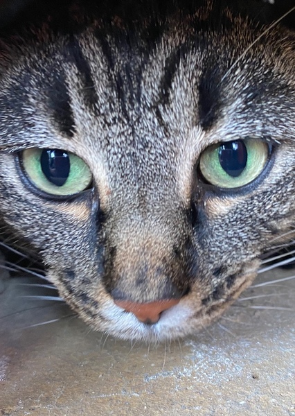 Cat (Animal)