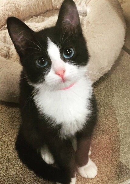 Cat (Animal)