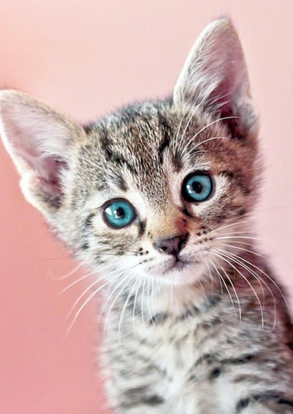 Cat (Animal) photo