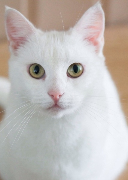 Cat (Animal) photo