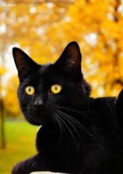 Cat (Animal) photo