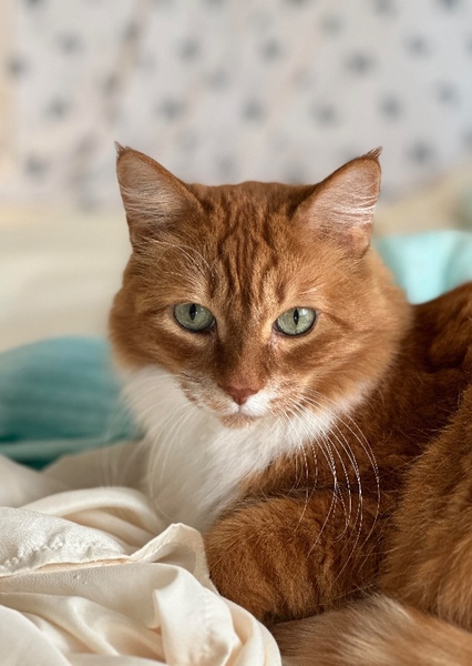 Cat (Animal) photo