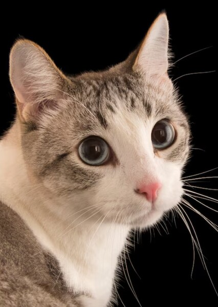 Cat Noises