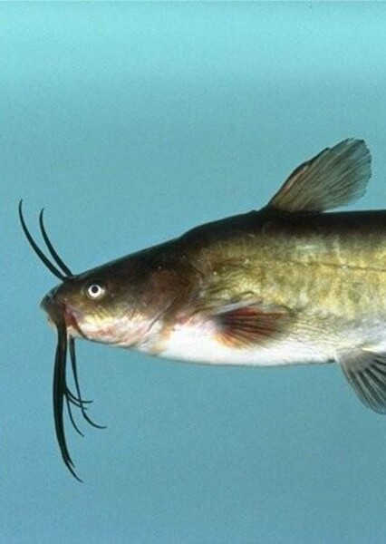 Catfish photo
