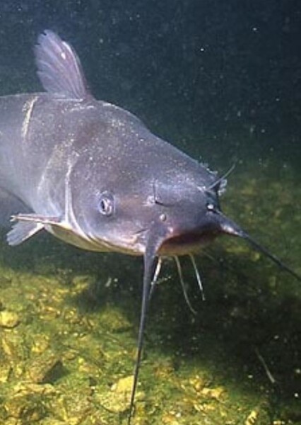 Catfish photo