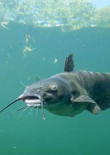 Catfish photo