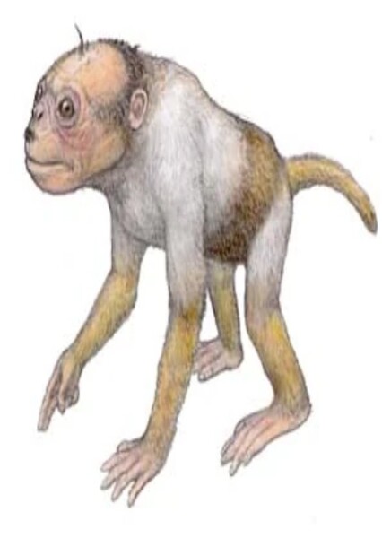 Catopithecus