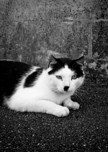 Cats That Look Like Hitler