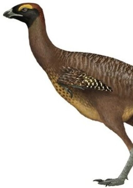Caudipteryx photo