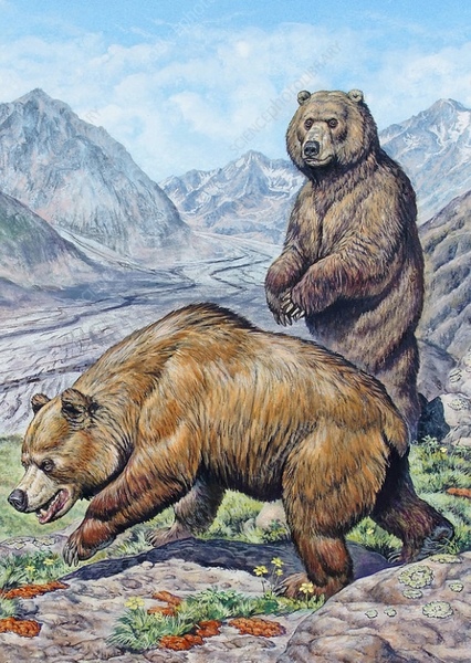 Cave Bear photo