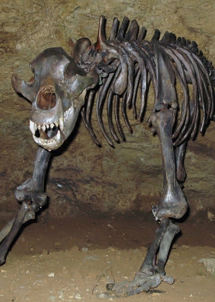 Cave Bear photo