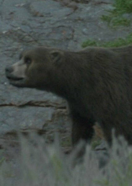 Cave Bear photo