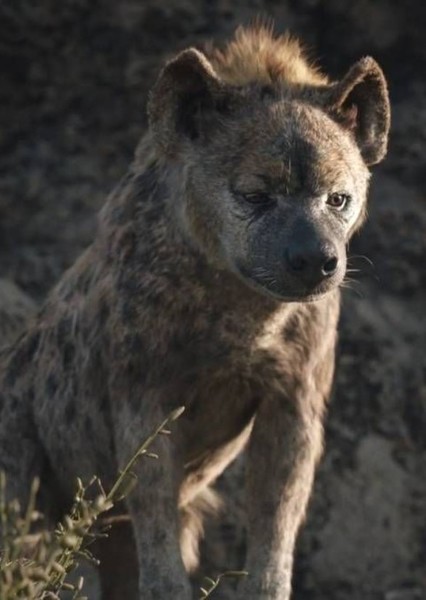 Cave Hyena photo
