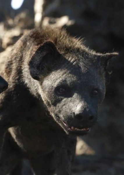 Cave Hyena photo