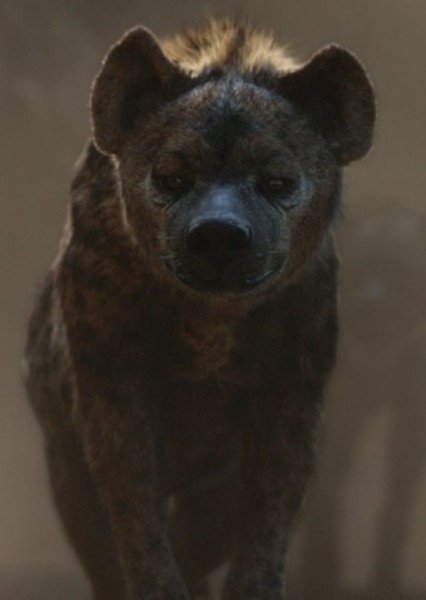 Cave Hyena